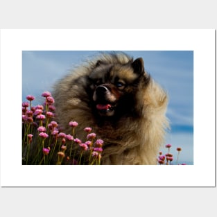 Keeshond and Sea Thrift Posters and Art